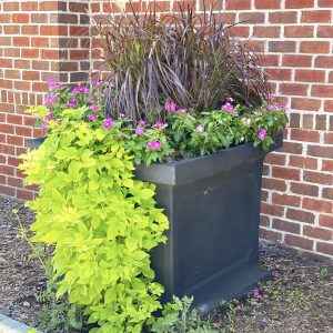 Sponsor a Planter
